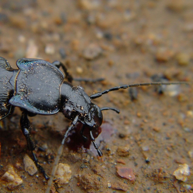 Carabus convexus, C. rossii e C. lefebvrei bayardi